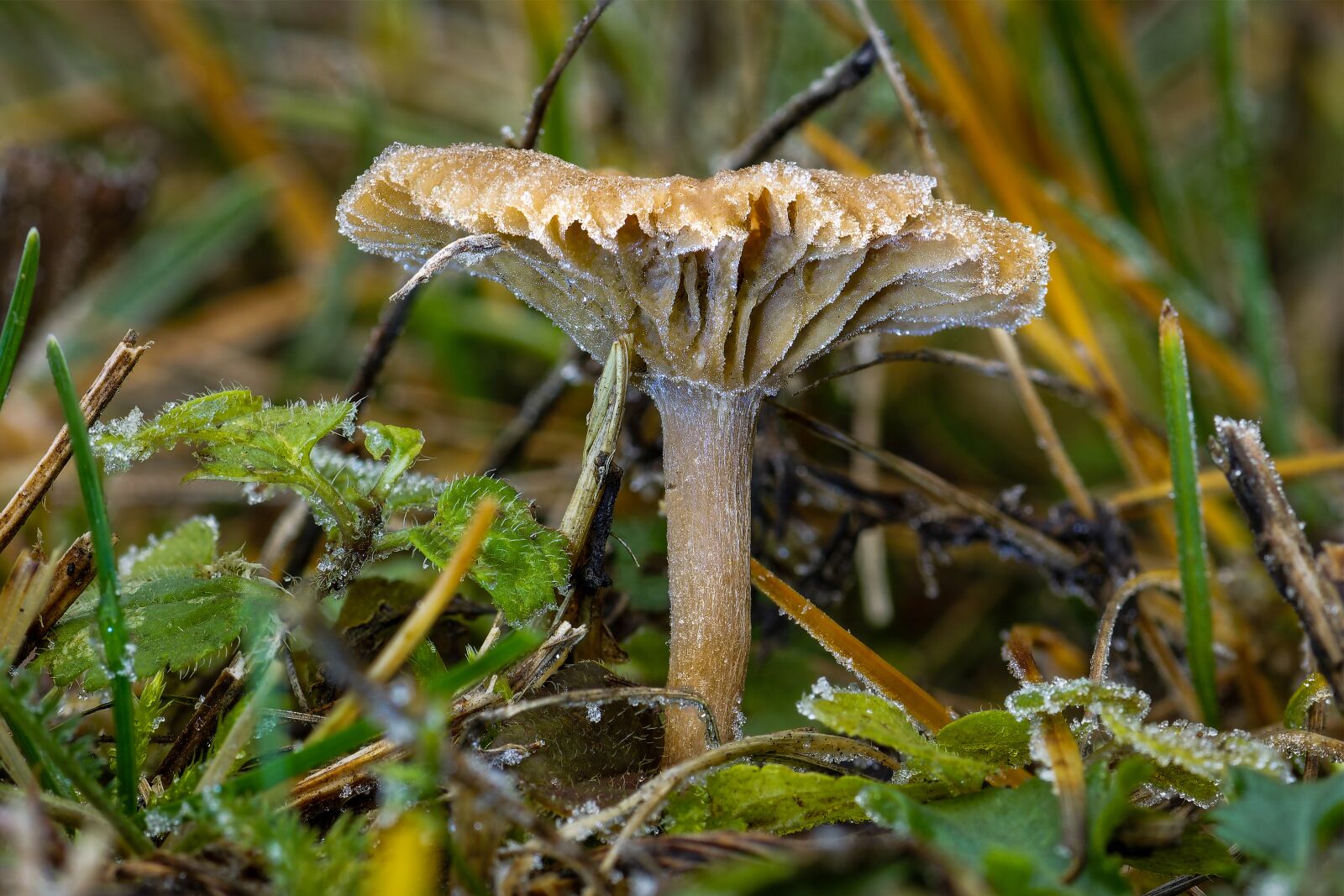 Nikon D7200 sample photo. Pink bladed helmling, mushroom photography