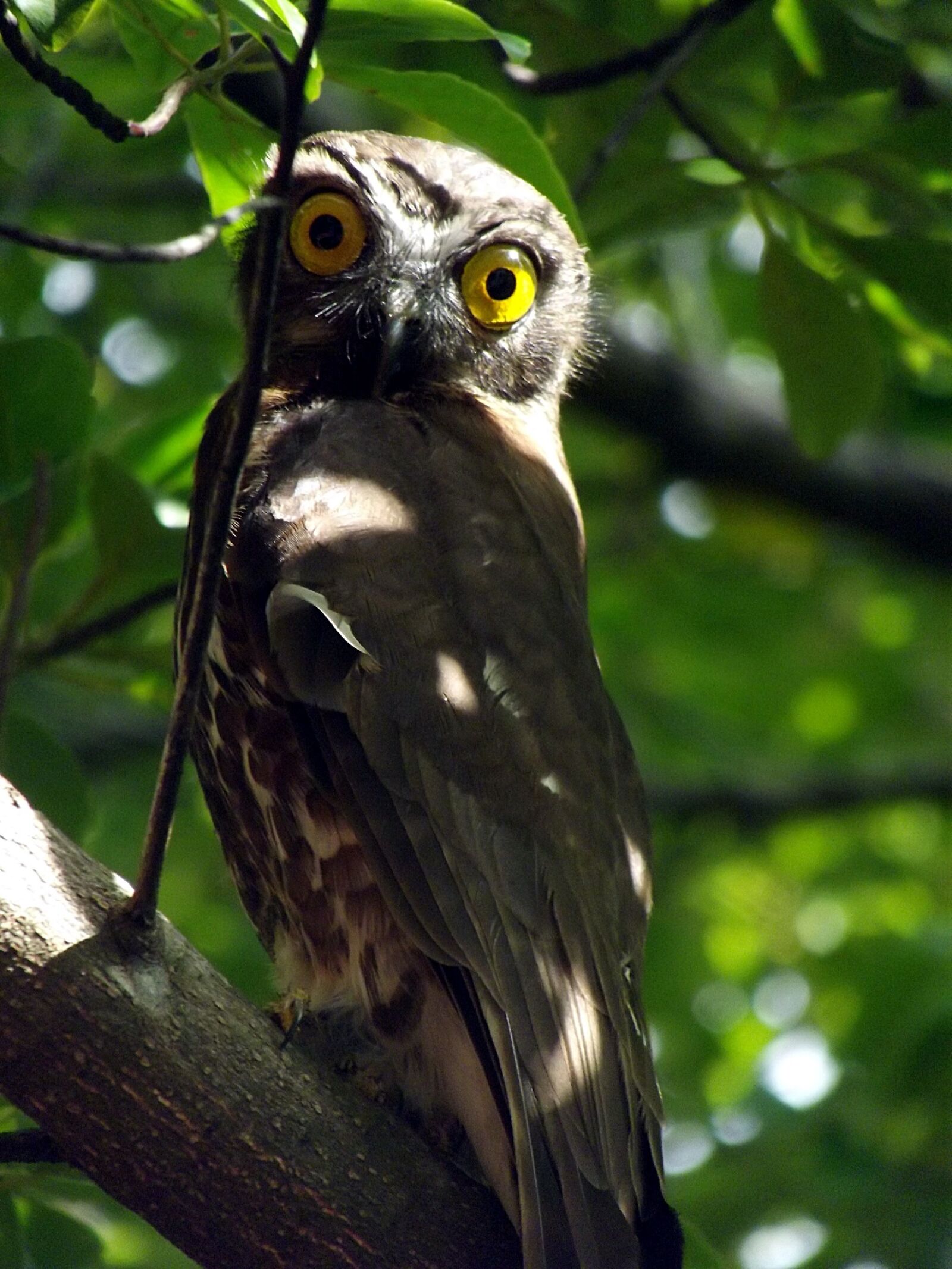 FujiFilm FinePix S2950 (FinePix S2990) sample photo. Owl, tree, predator photography