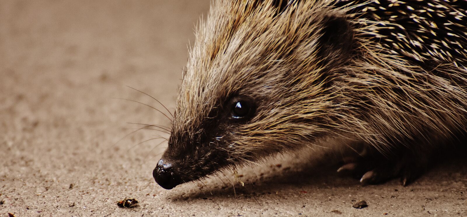 Nikon D7200 sample photo. Hedgehog child, young hedgehog photography