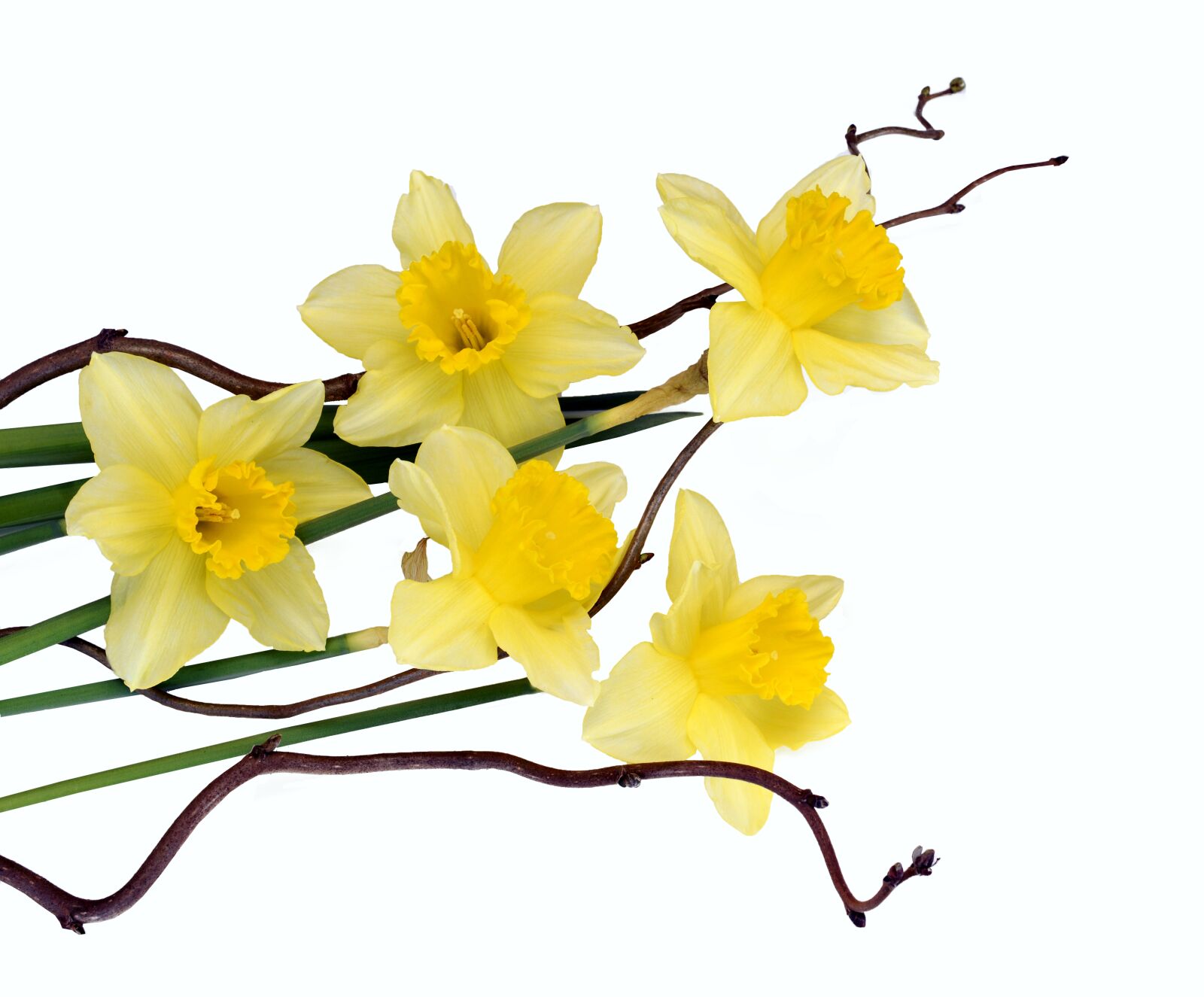 Nikon D7100 sample photo. Daffodils, flowers, yellow photography
