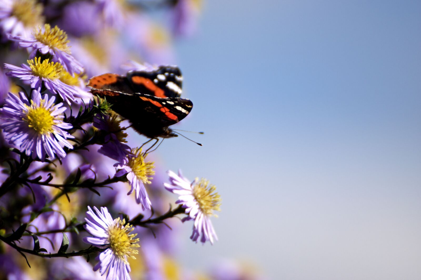 Nikon D3300 sample photo. Beautiful, butterfly, macro, photo photography