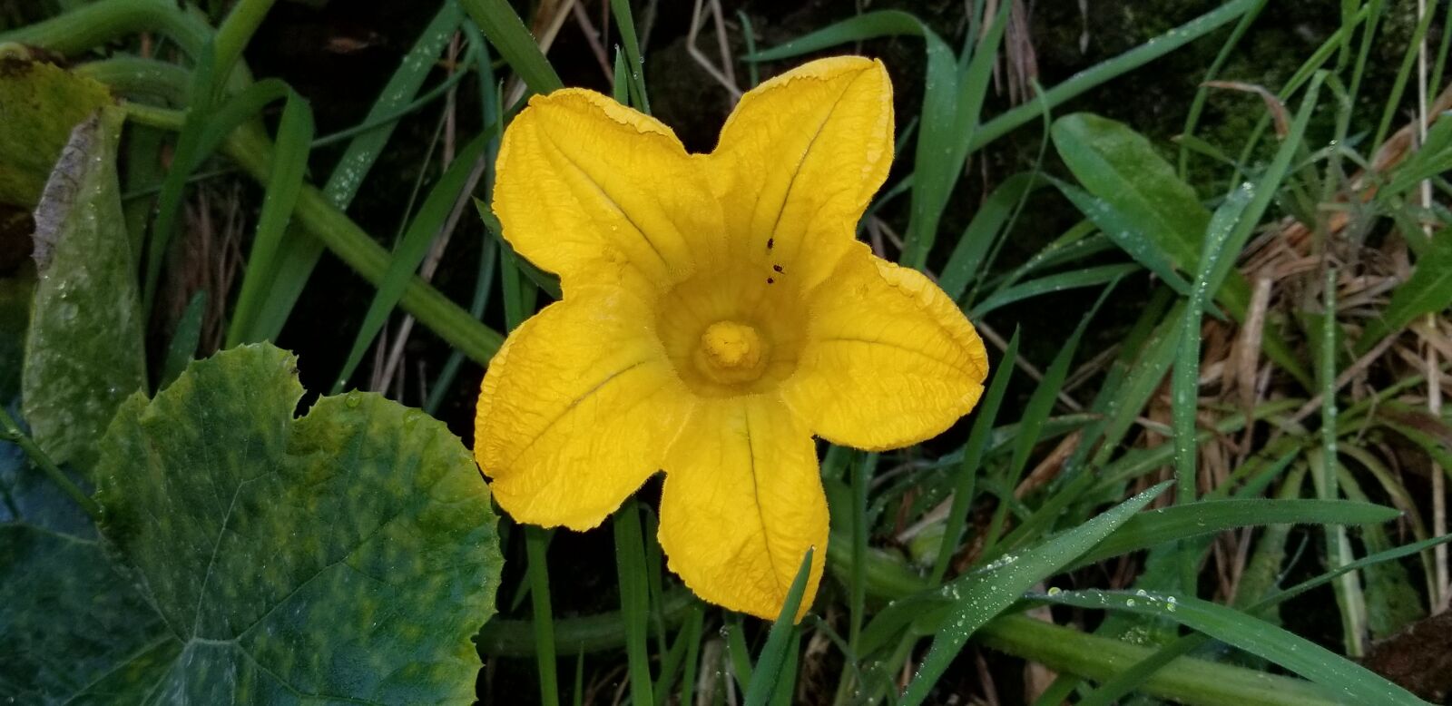 Samsung Galaxy S8+ sample photo. Flower, yellow, leaves photography