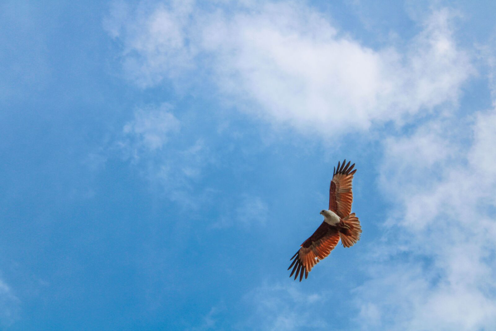 Canon EOS 2000D (EOS Rebel T7 / EOS Kiss X90 / EOS 1500D) sample photo. Bird, eagle, nature photography