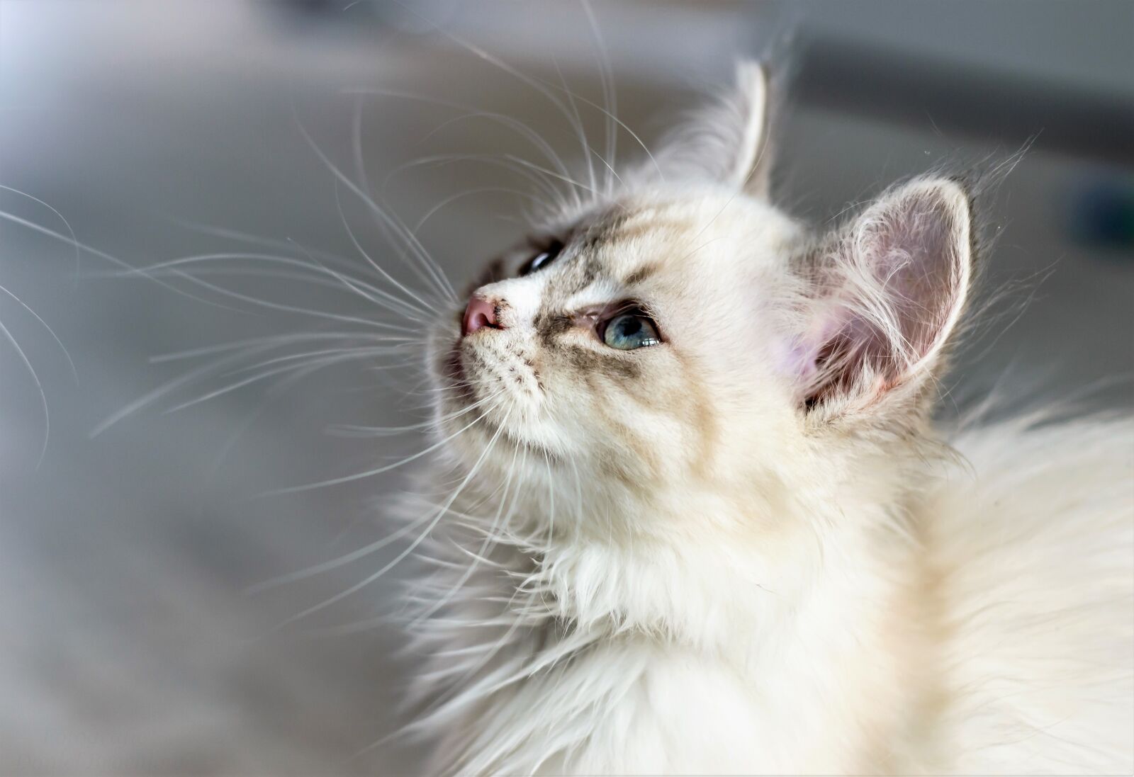 Nikon D3200 sample photo. Cat, domestic cat, young photography