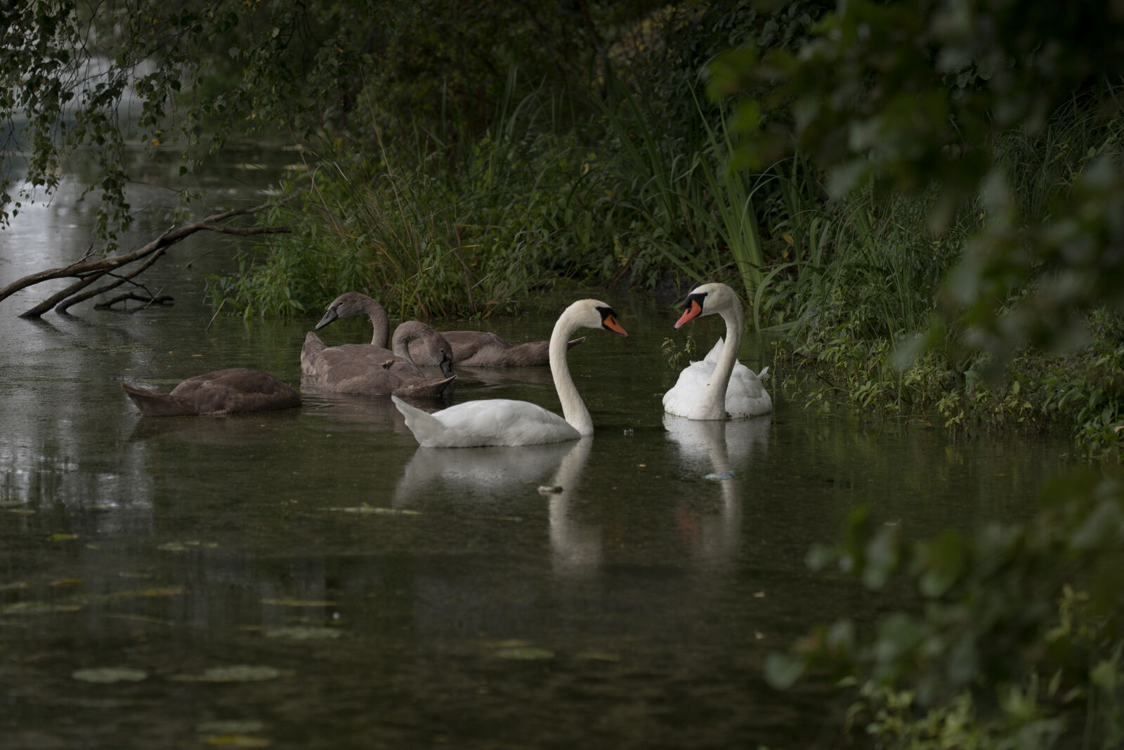 Sony a7 sample photo. Swans, white, swans, gray photography
