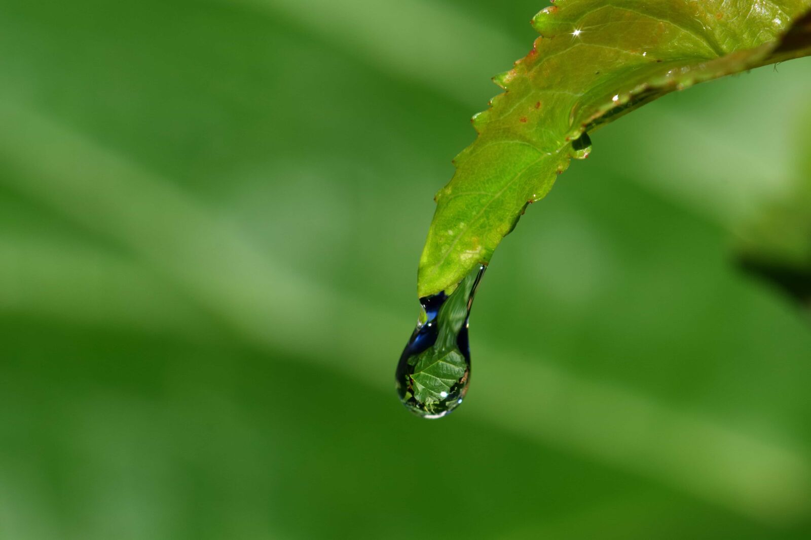 Nikon D3300 sample photo. Dew, moisture, macro, green photography