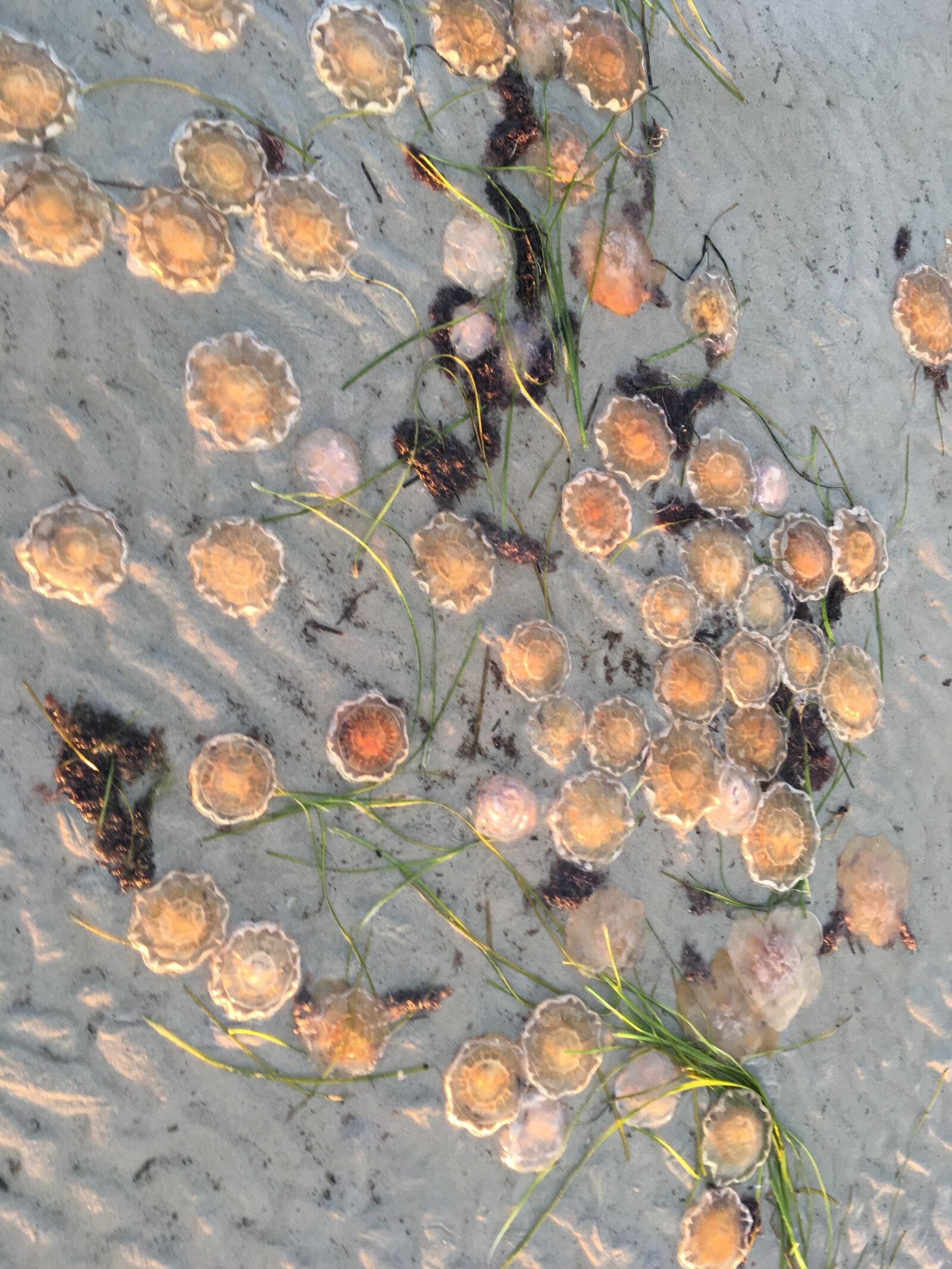 Apple iPhone SE sample photo. Jellyfish, sea, ocean photography