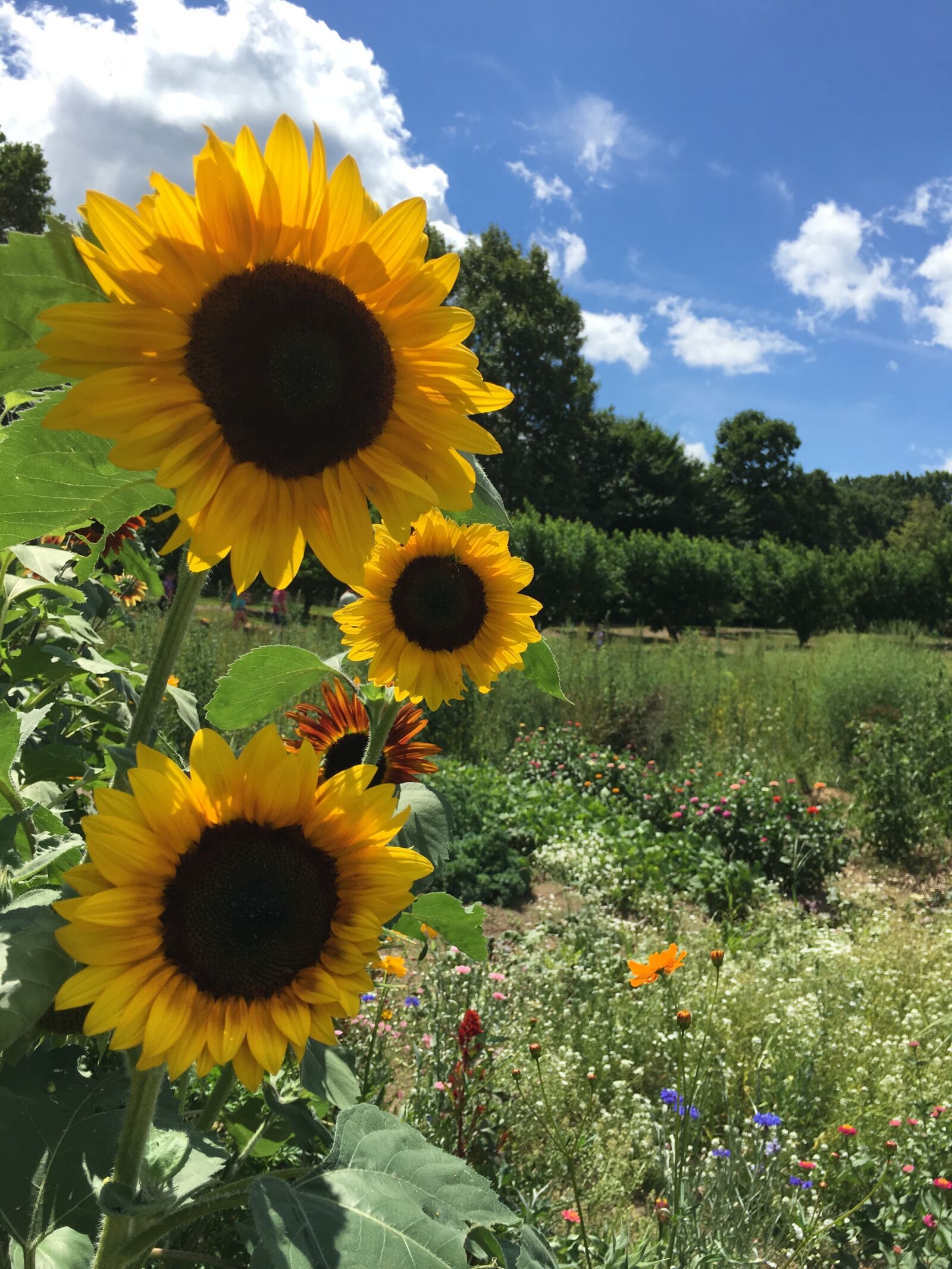 Apple iPhone 6s sample photo. Sunflowers, wildflowers photography