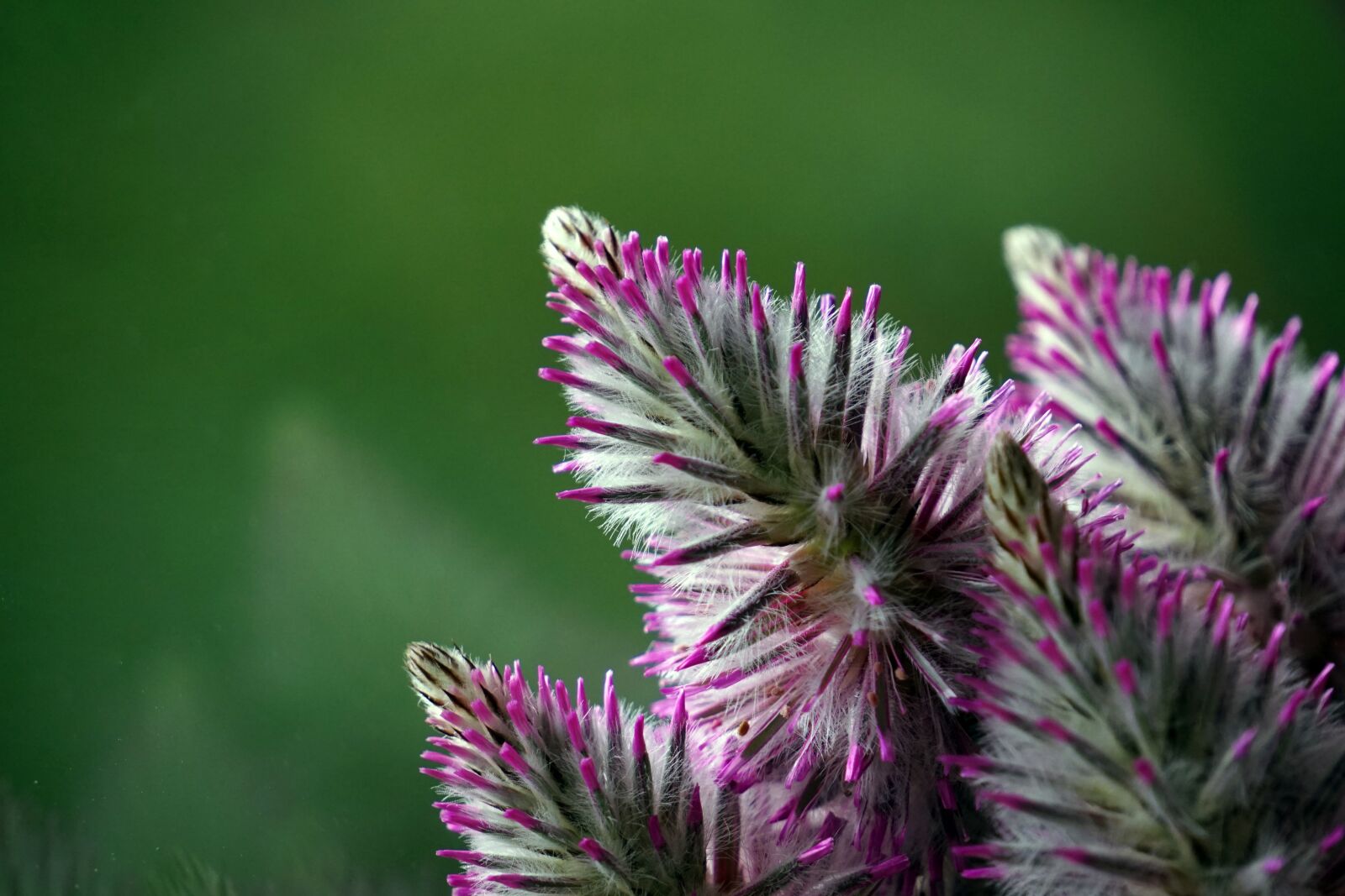 Sony E 55-210mm F4.5-6.3 OSS sample photo. Fluffy, plant, flower photography