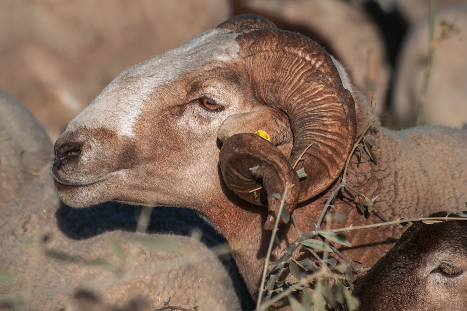 Nikon D3300 sample photo. Sheep, field, animals photography