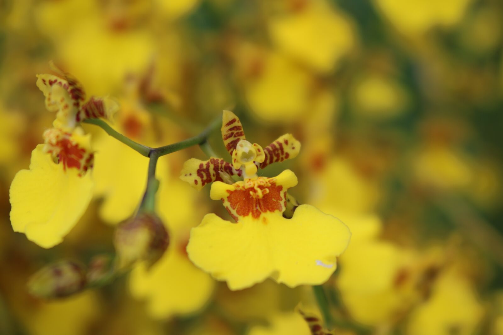 Canon EOS 750D (EOS Rebel T6i / EOS Kiss X8i) sample photo. Yellow, flower, nature photography