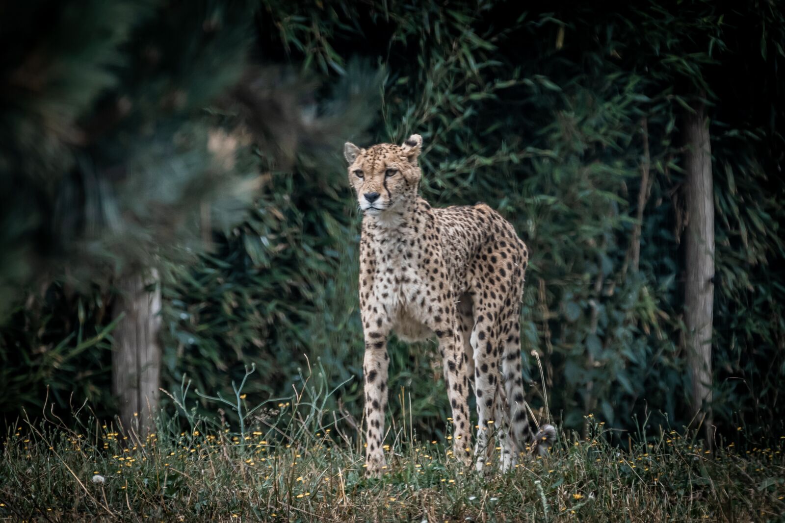 Canon EOS 80D sample photo. Cheetah, zoo, nature photography