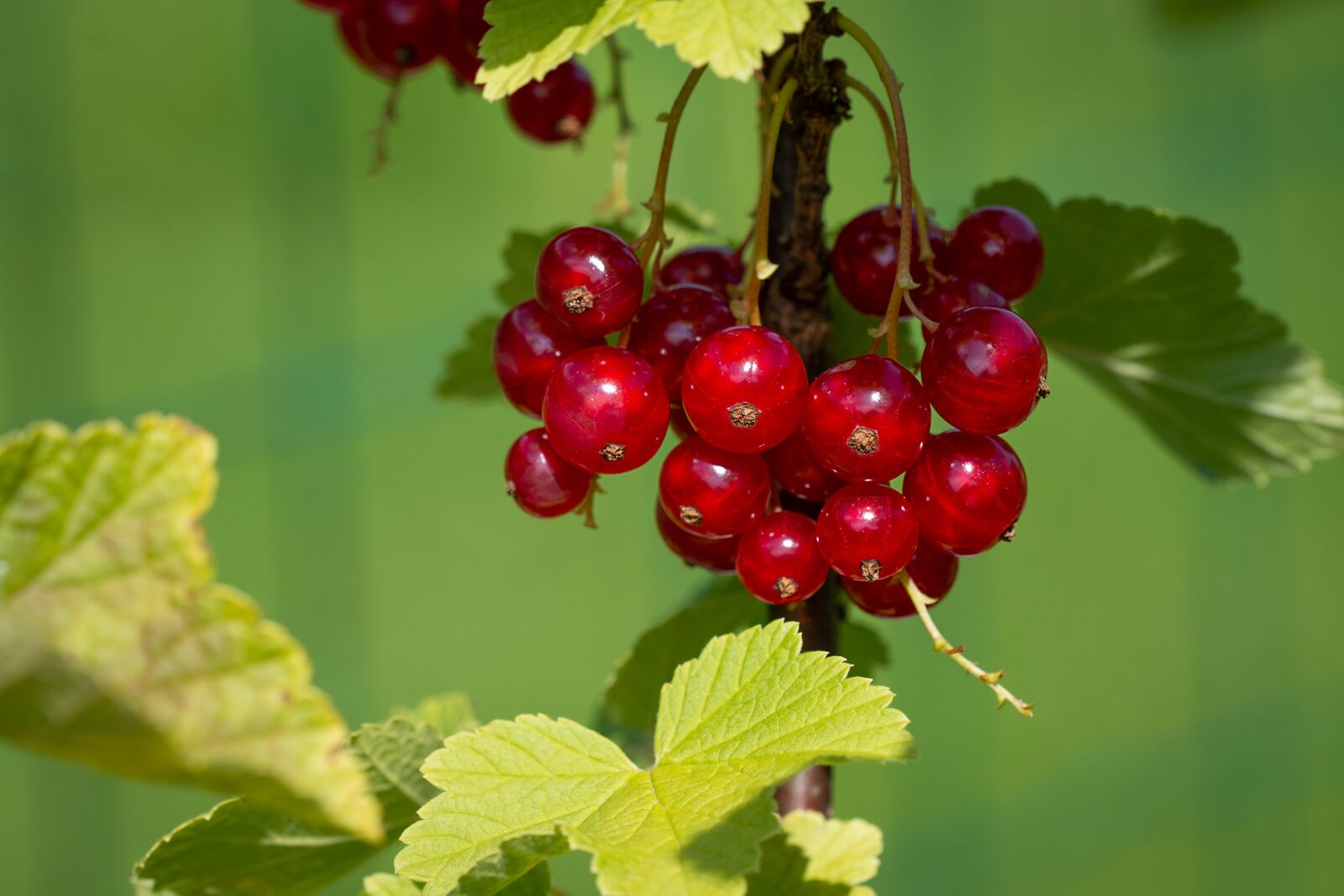 Nikon D7100 sample photo. Currant, red, red currants photography