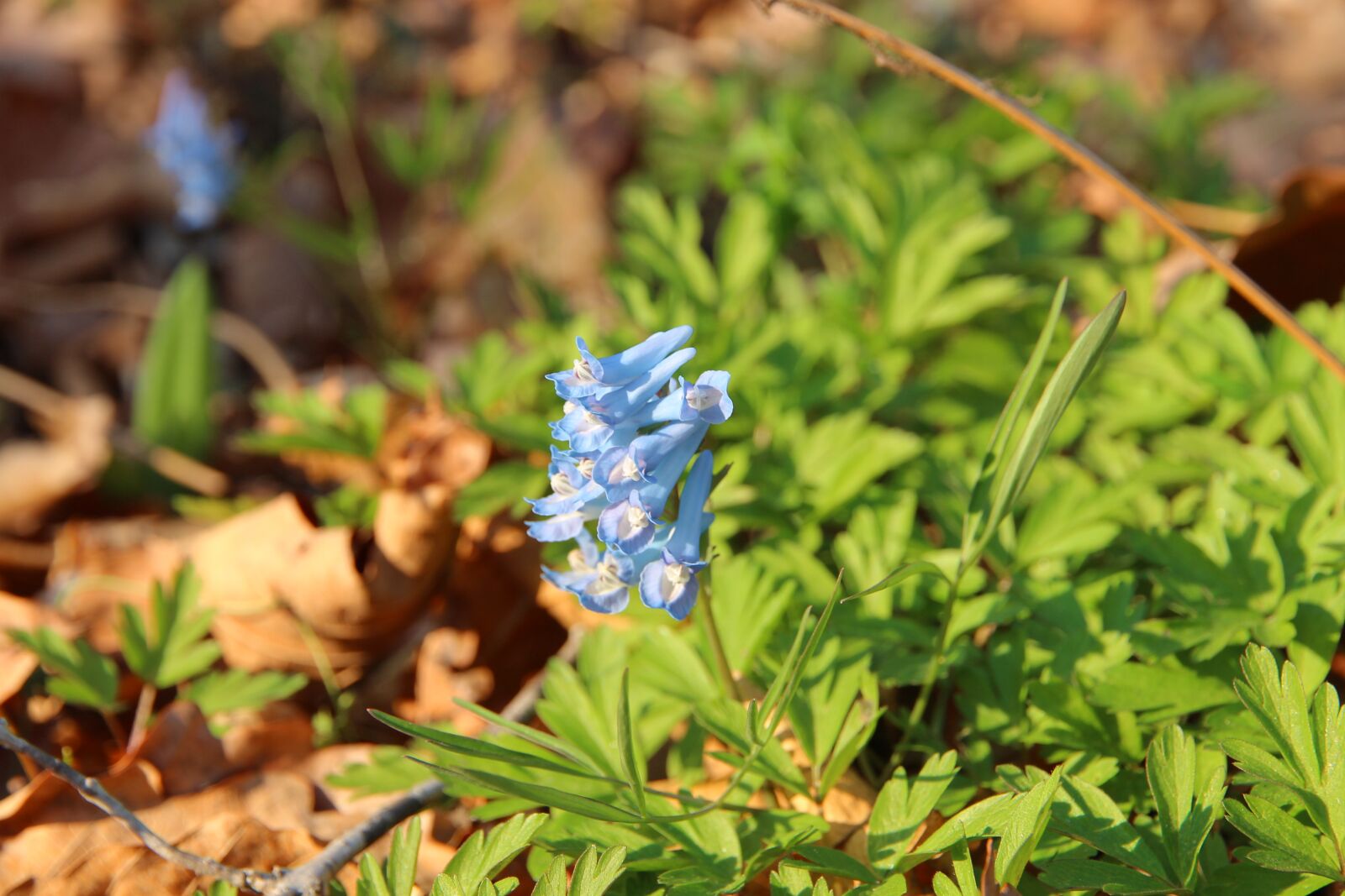 Canon EOS 650D (EOS Rebel T4i / EOS Kiss X6i) sample photo. Corydalis, corydalis ambigua, corydalis photography