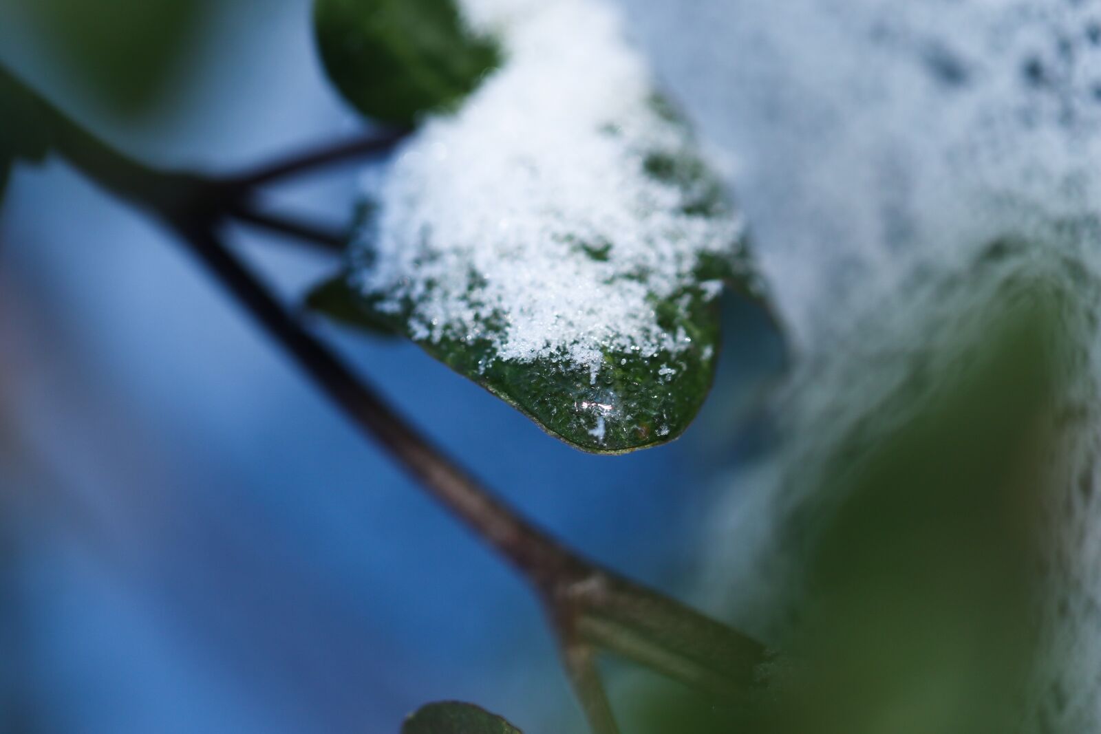 Canon EOS 7D Mark II sample photo. Outdoors, nature, plant photography