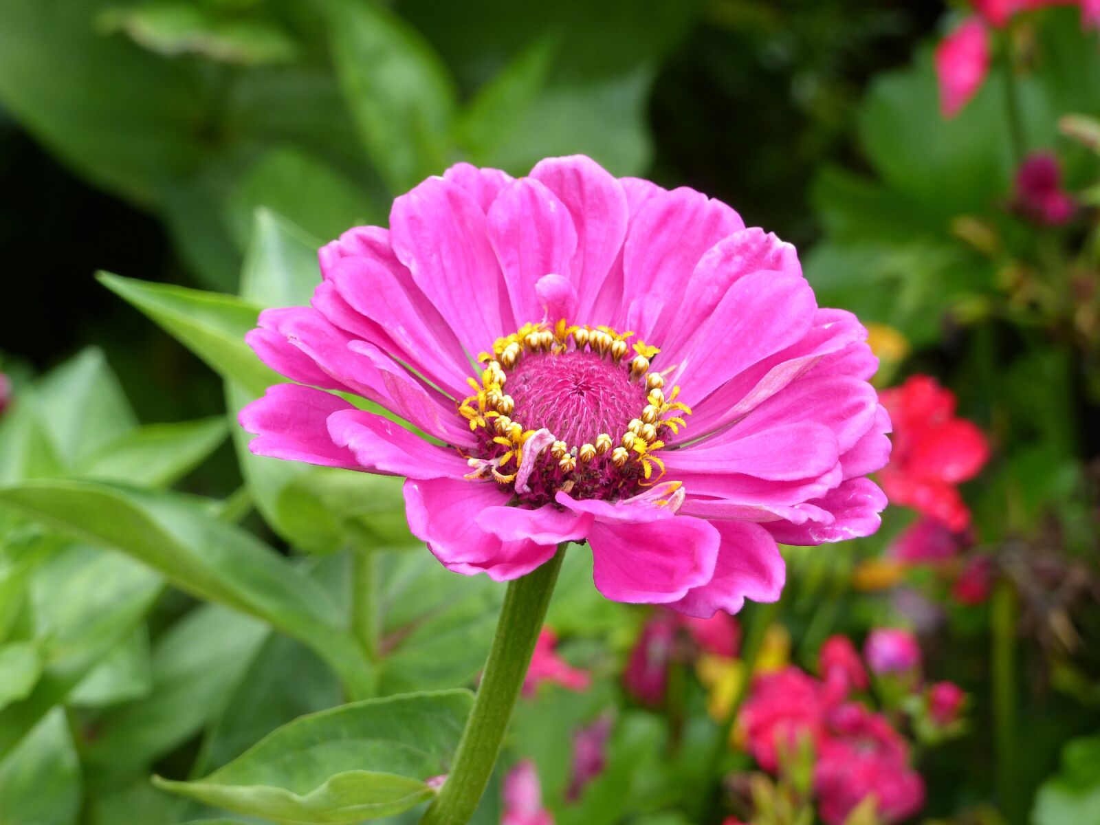 Panasonic Lumix DMC-FZ200 sample photo. Zinnia, pink, flower garden photography