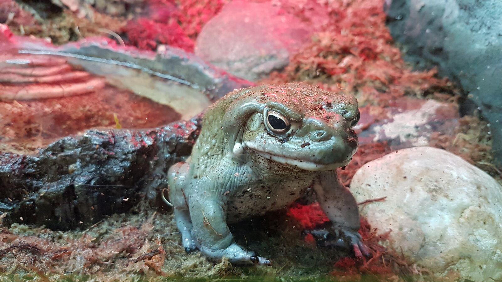 Samsung Galaxy S7 sample photo. Animal, frog, nature photography