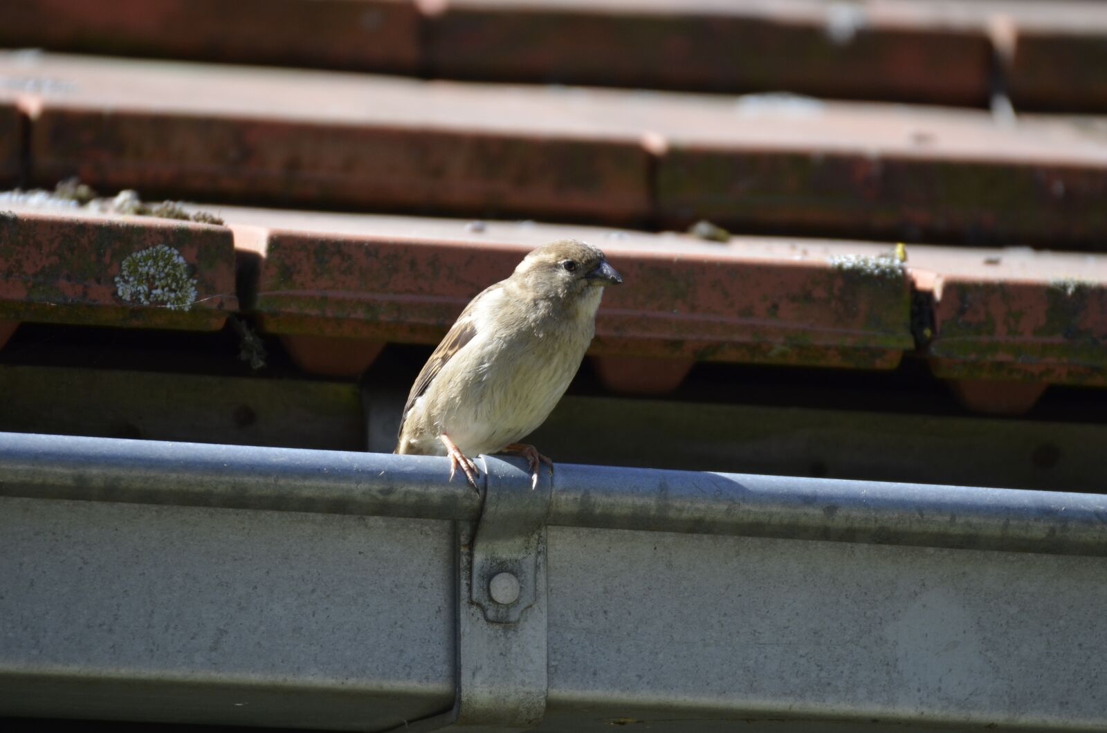 Nikon D5100 sample photo. Sparrow, bird, sperling photography