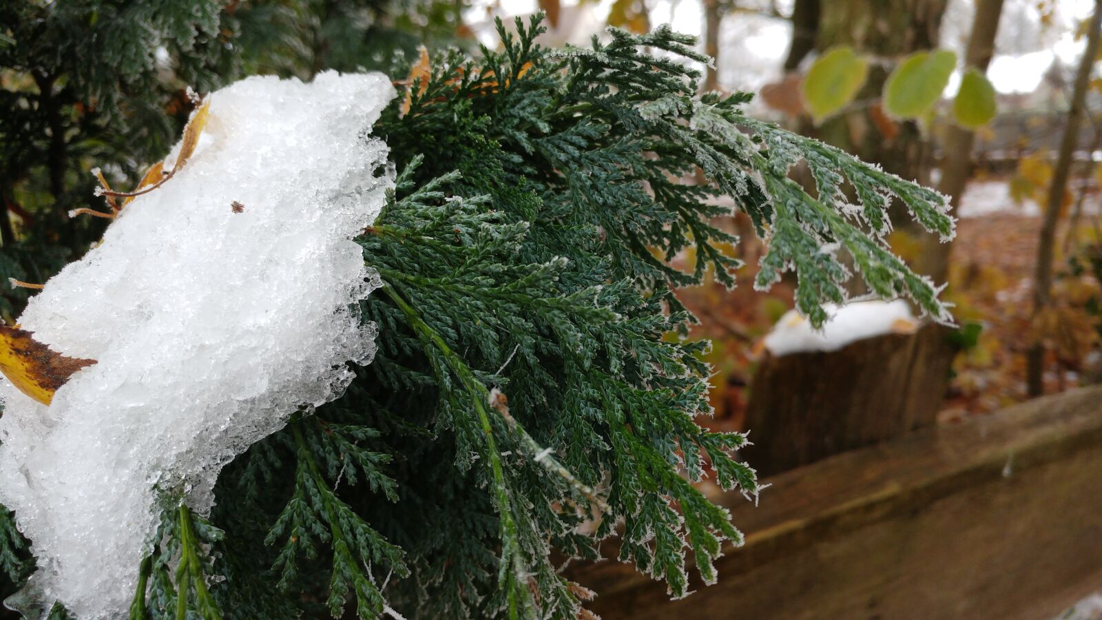 LG G5 sample photo. Ice, nature, frost photography