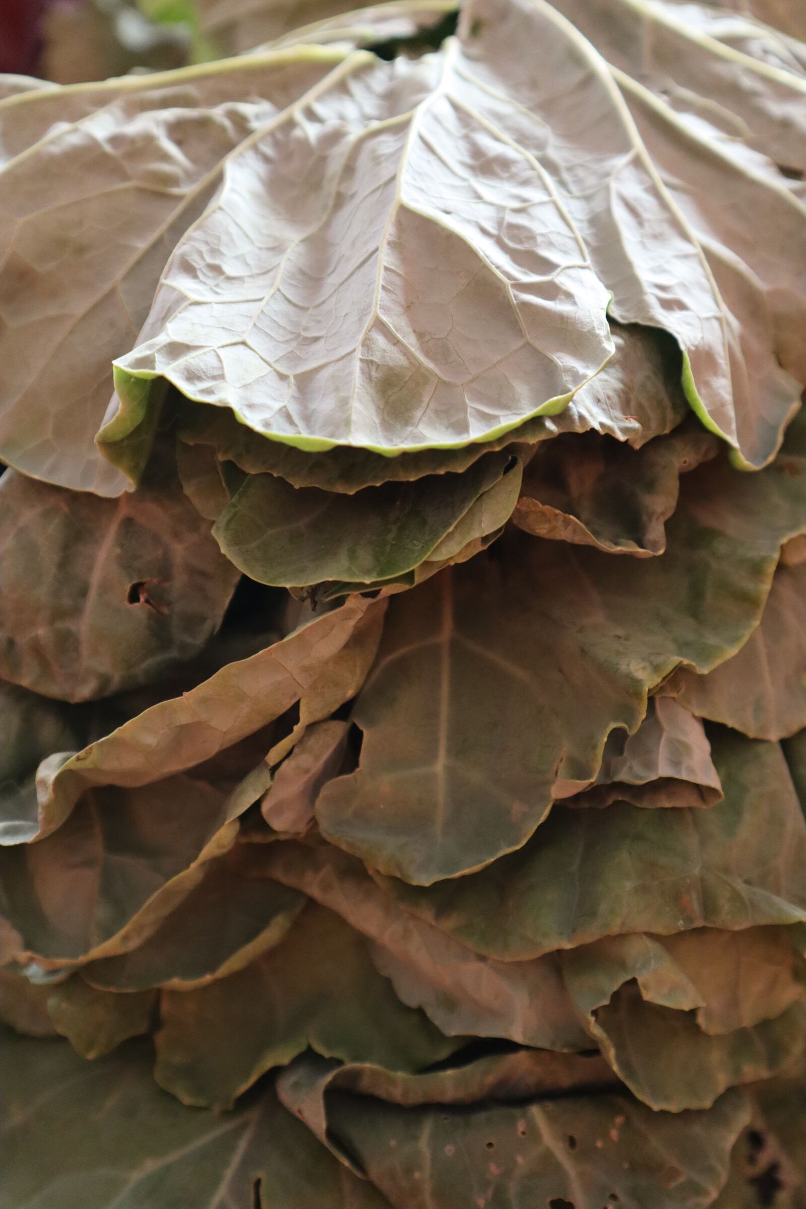 Canon EF-M 15-45mm F3.5-6.3 IS STM sample photo. Cabbage, col, leaves photography