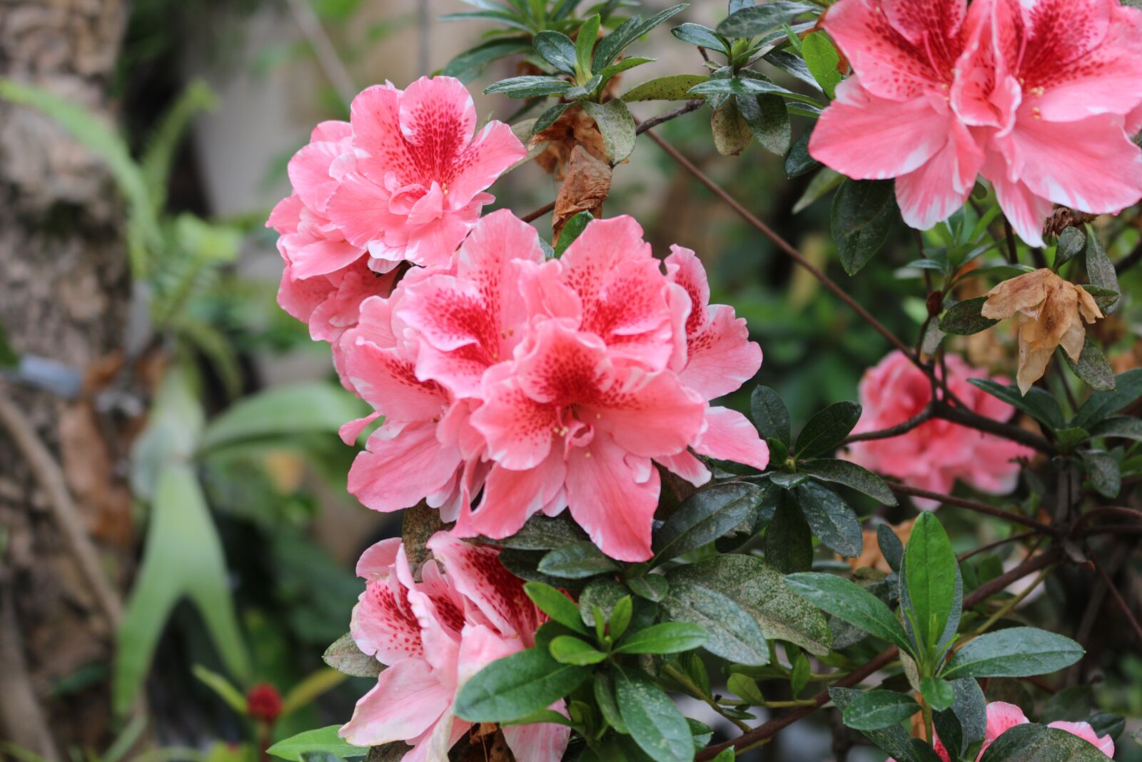 Canon EOS 700D (EOS Rebel T5i / EOS Kiss X7i) sample photo. Flower, nature, garden photography