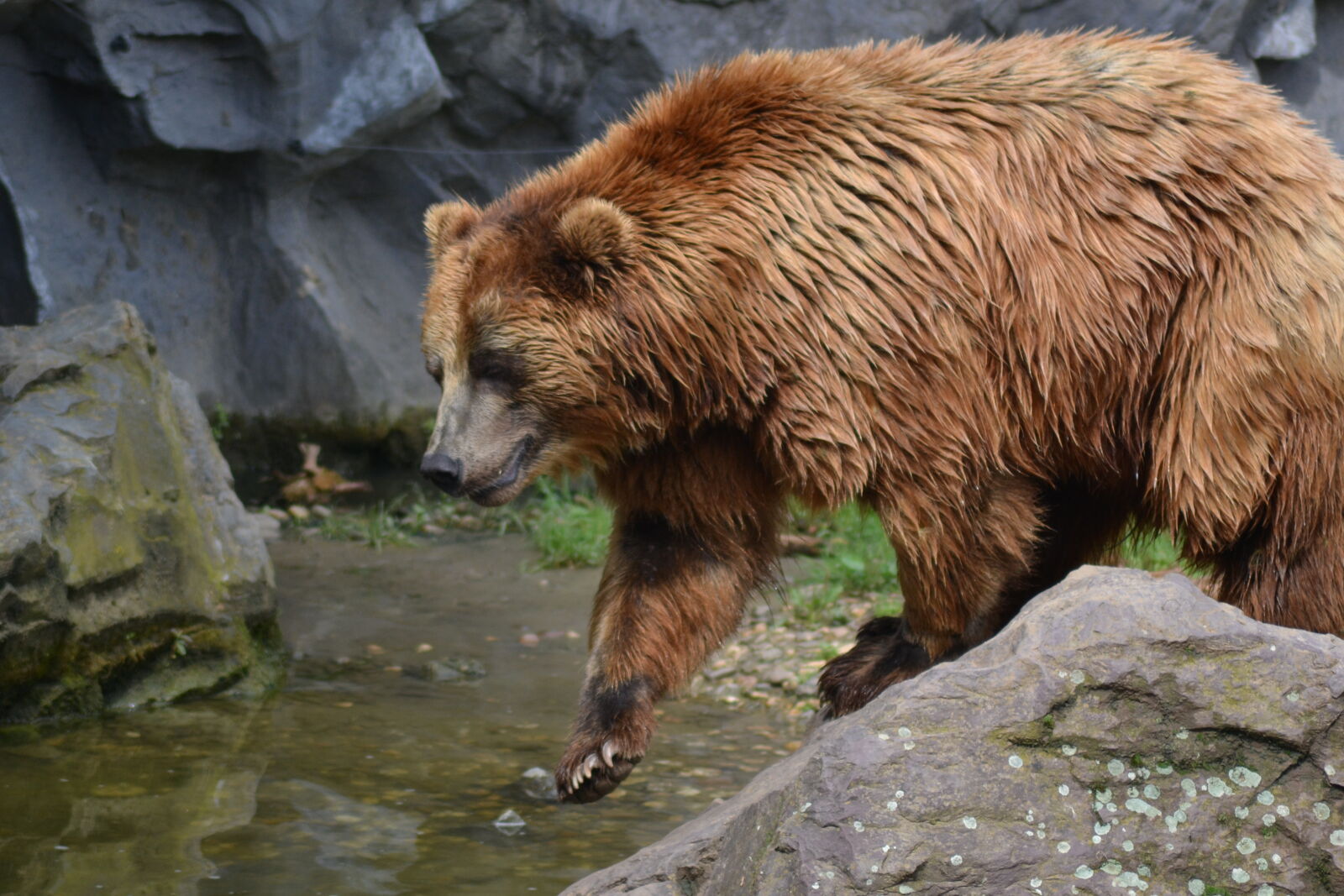 Nikon D3100 sample photo. Bears, water photography