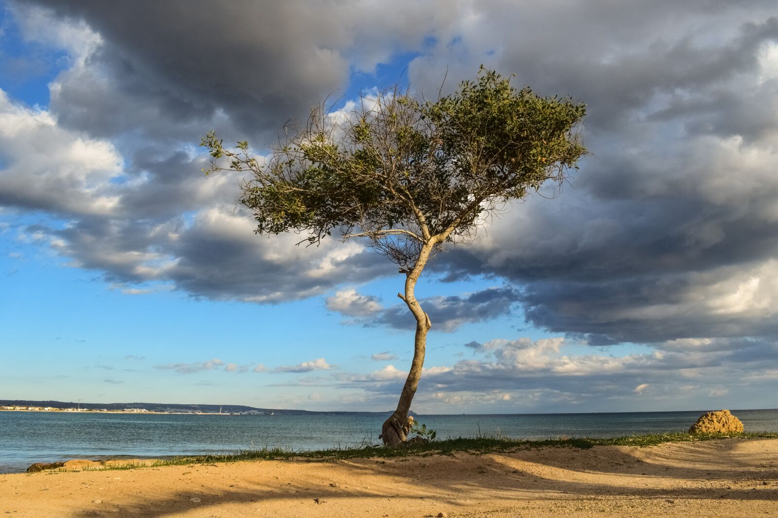 Nikon D3300 sample photo. Cyprus, potamos liopetri, tree photography