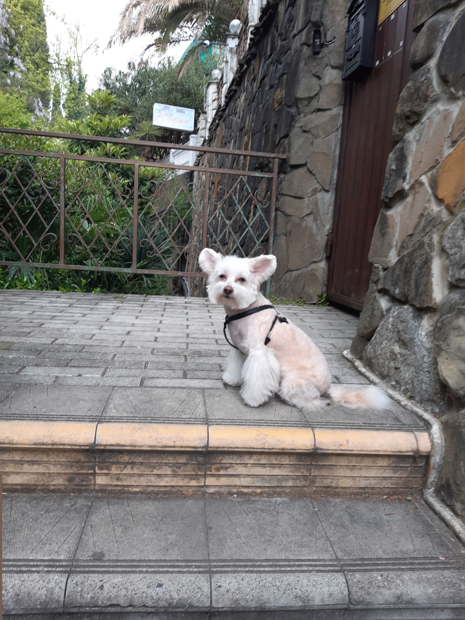 Samsung Galaxy A30 sample photo. Dog, cute, charming photography