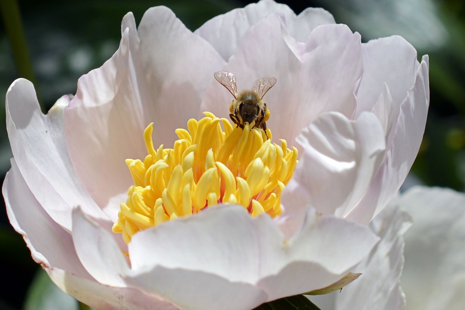 Nikon D7100 sample photo. Bee, pollen, blossom photography
