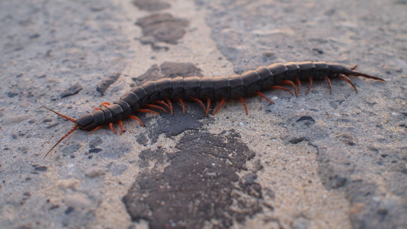 Olympus PEN E-P1 sample photo. Centipede, insects, home centipede photography