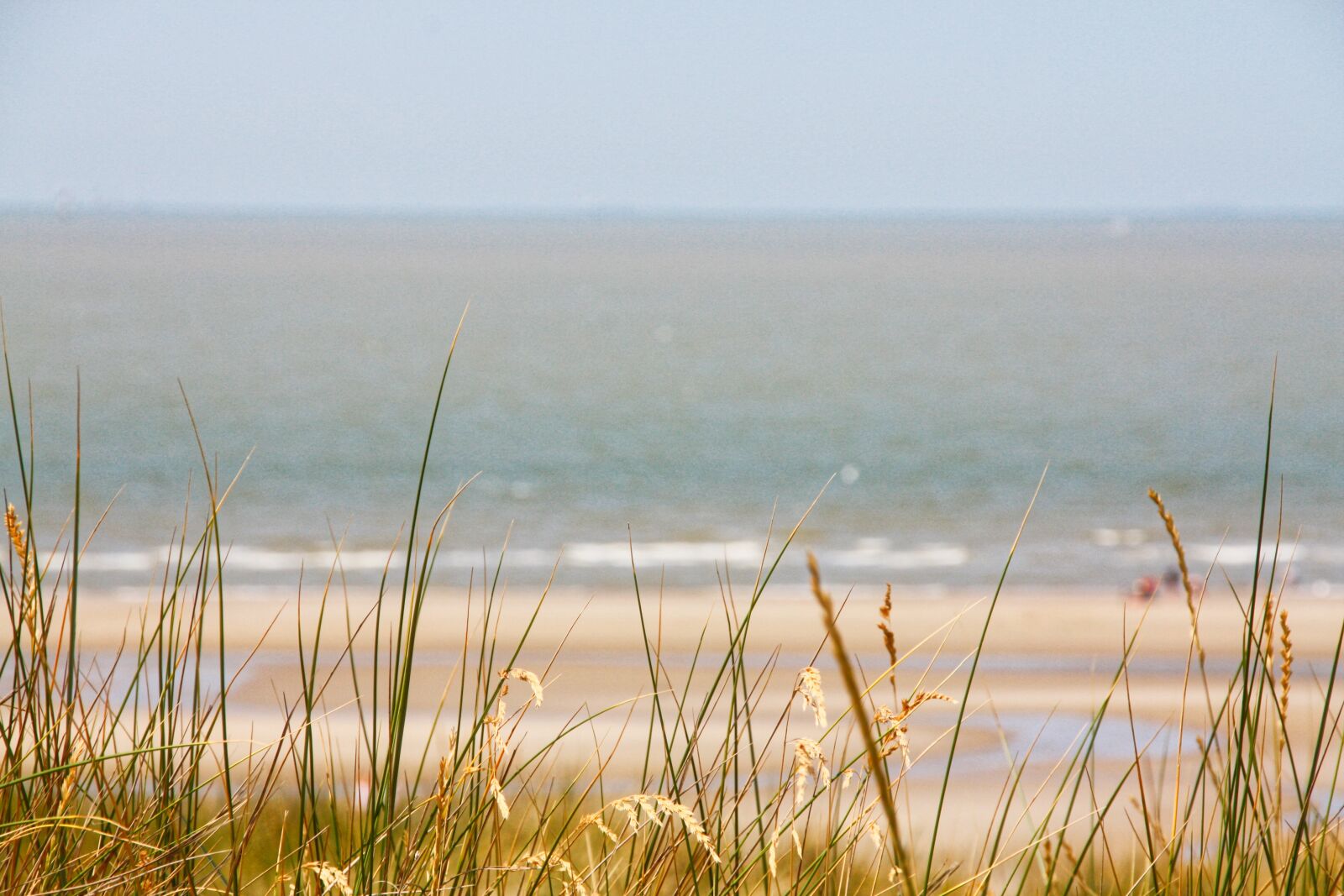 Canon EOS 450D (EOS Rebel XSi / EOS Kiss X2) sample photo. Beach, north sea, grass photography