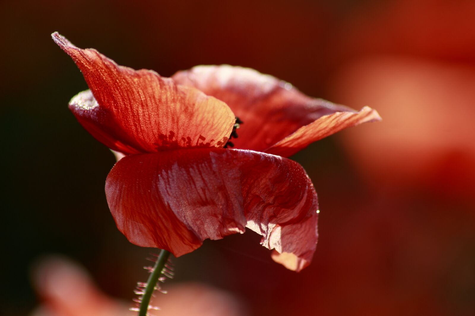 Canon EOS 100D (EOS Rebel SL1 / EOS Kiss X7) sample photo. Red poppy, dew, blossom photography