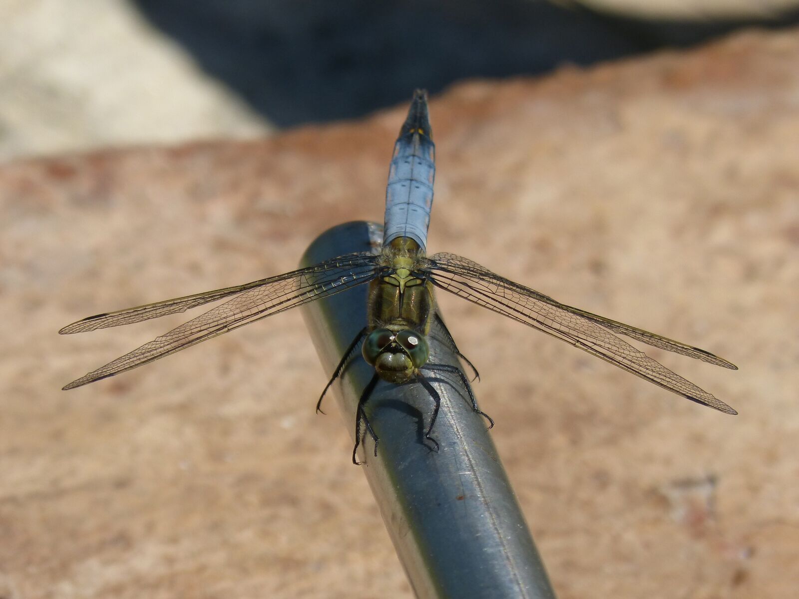 Panasonic DMC-FZ62 sample photo. Dragonfly, blue dragonfly, orthetrum photography