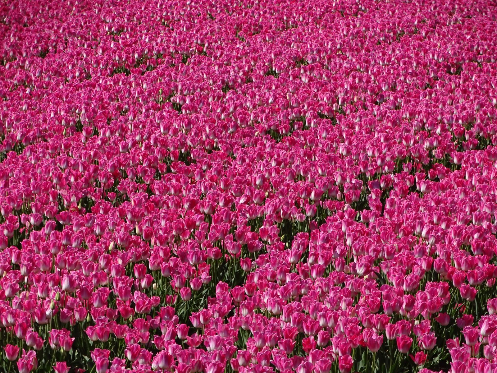 Sony Cyber-shot DSC-HX400V sample photo. Bulb fields, tulips, tulip photography