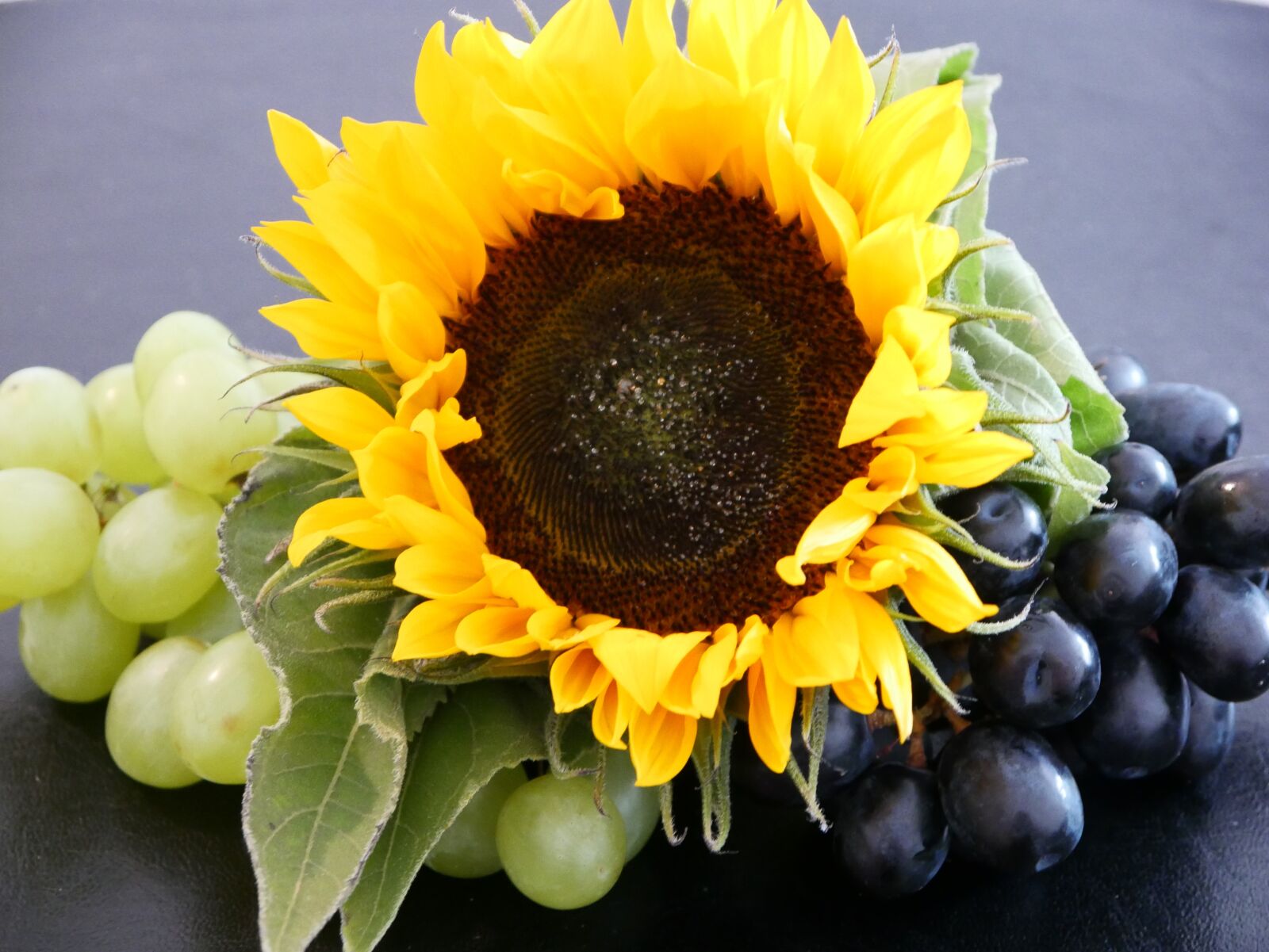 Panasonic DMC-G70 sample photo. Sunflower, grapes, autumn photography