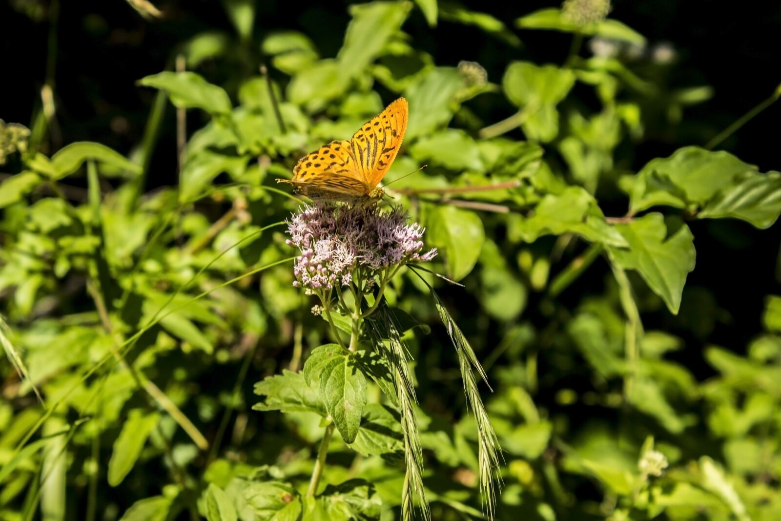 Canon EOS 1100D (EOS Rebel T3 / EOS Kiss X50) sample photo. Nature, butterfly, green photography