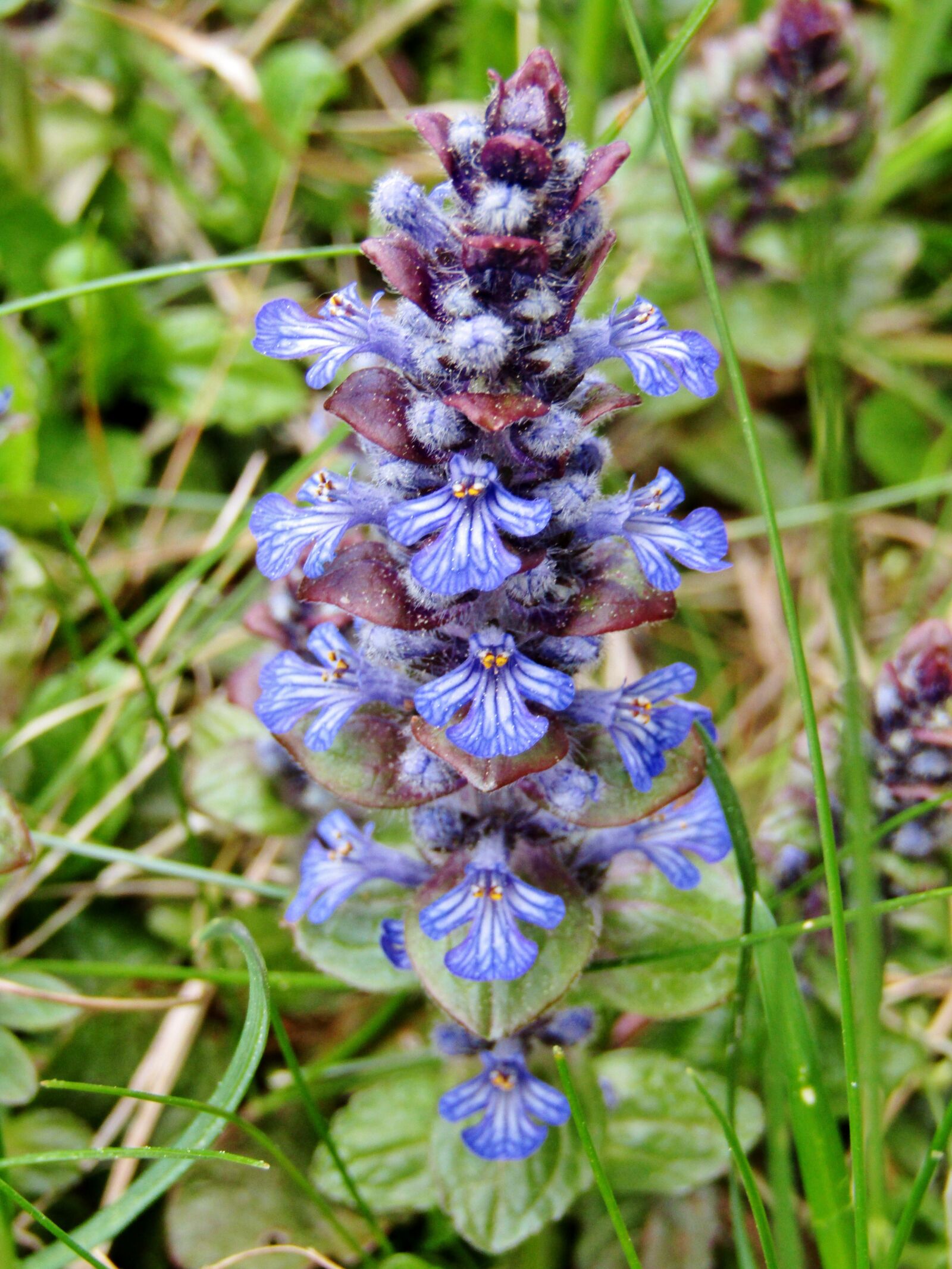 Canon POWERSHOT SX432 IS sample photo. Ajuga g nsel, ajuga photography