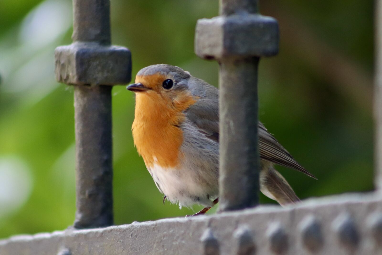 Canon EOS 800D (EOS Rebel T7i / EOS Kiss X9i) sample photo. Robin, songbird, bird photography