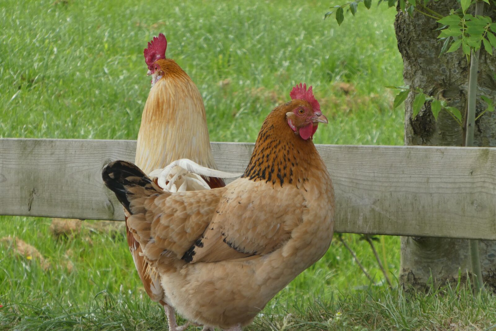 Panasonic Lumix DC-ZS70 (Lumix DC-TZ90) sample photo. Chickens, haan, poultry photography