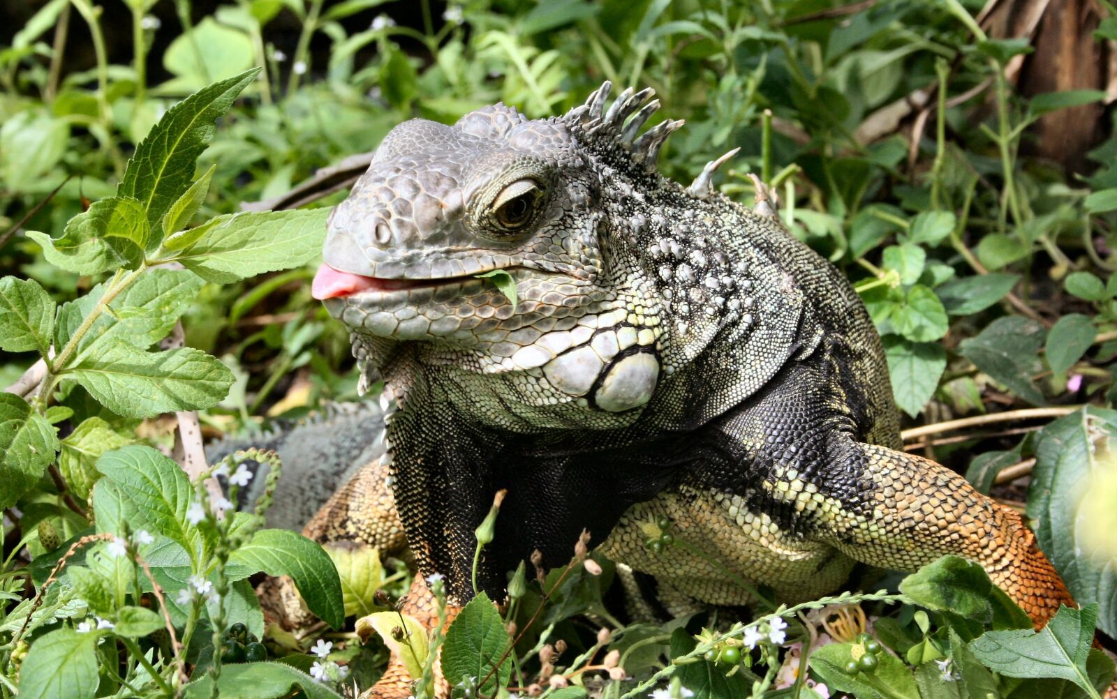 Canon EOS 350D (EOS Digital Rebel XT / EOS Kiss Digital N) sample photo. Iguana, lizard, animal photography