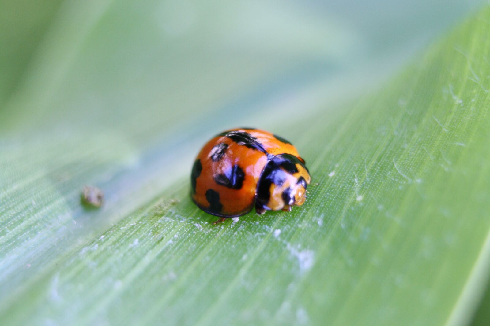 Canon EOS 1000D (EOS Digital Rebel XS / EOS Kiss F) sample photo. Ladybird, orange, red photography
