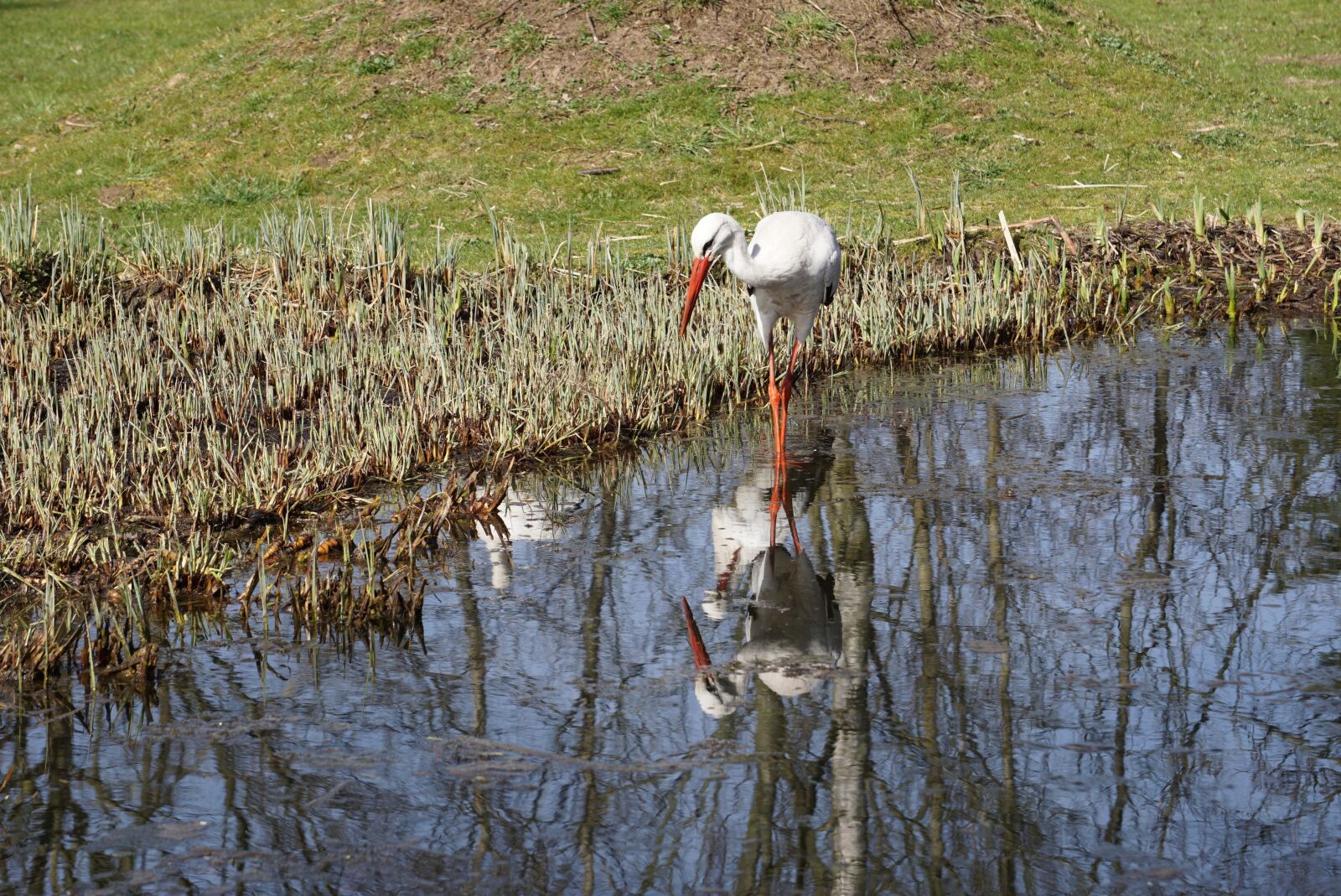 Sony E 55-210mm F4.5-6.3 OSS sample photo. Stork, waters, bird photography