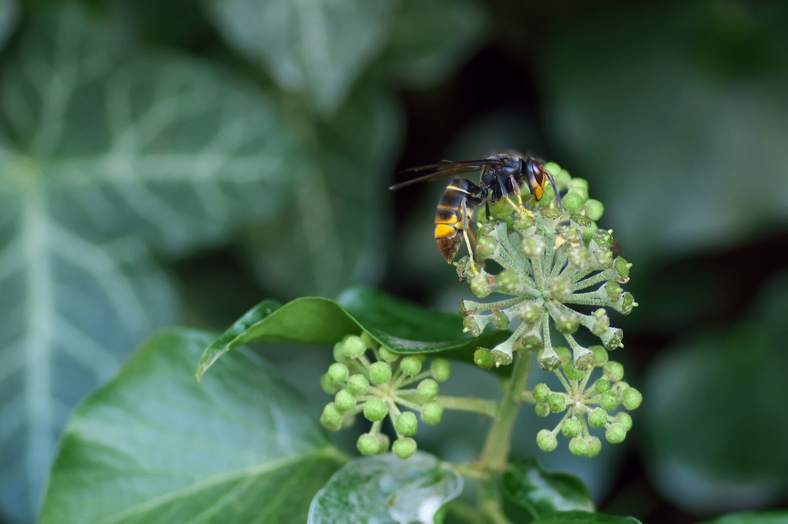 Pentax K-3 sample photo. Asian hornet, vespa velutina photography