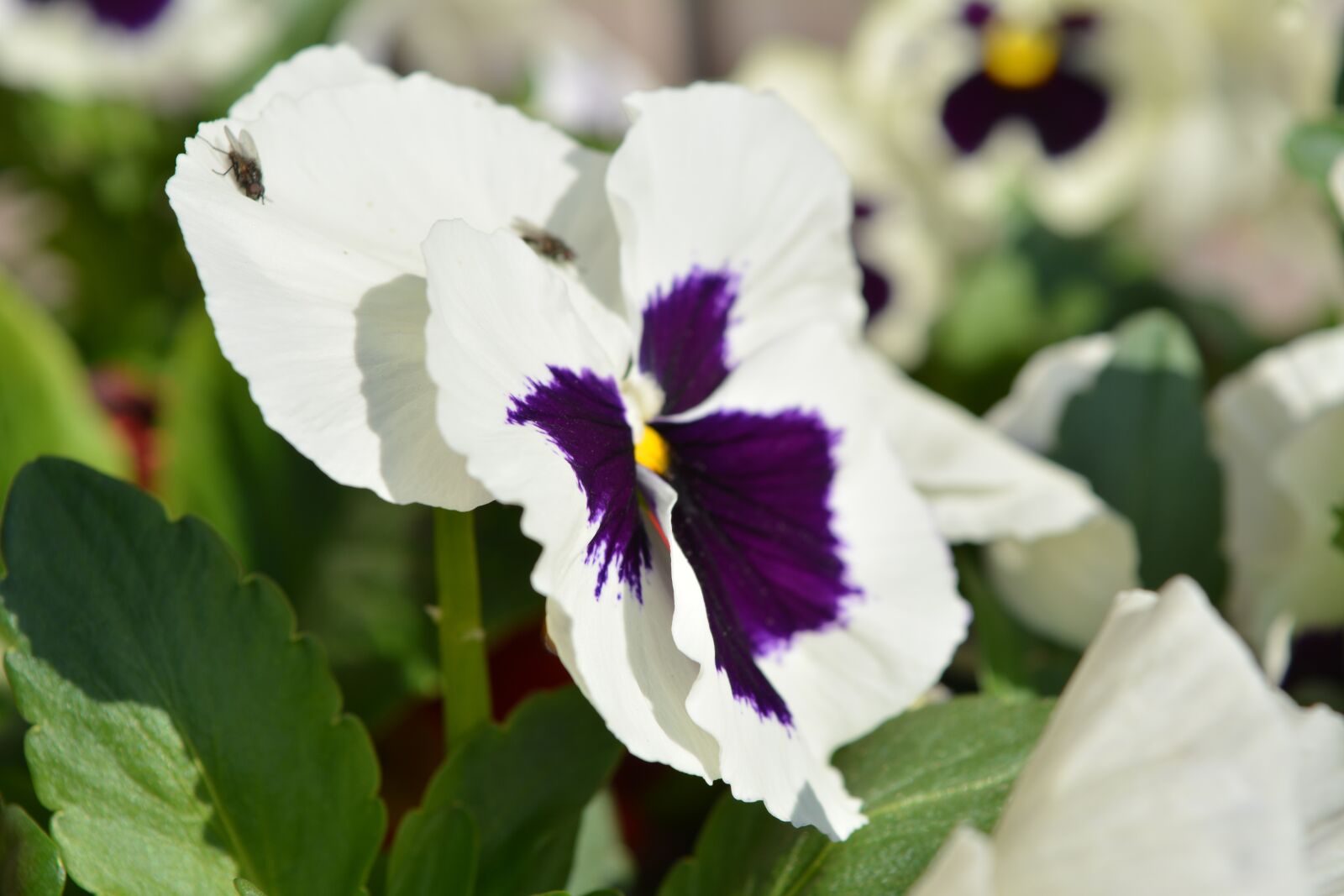 Nikon D5200 sample photo. Flower, pansy, spring photography