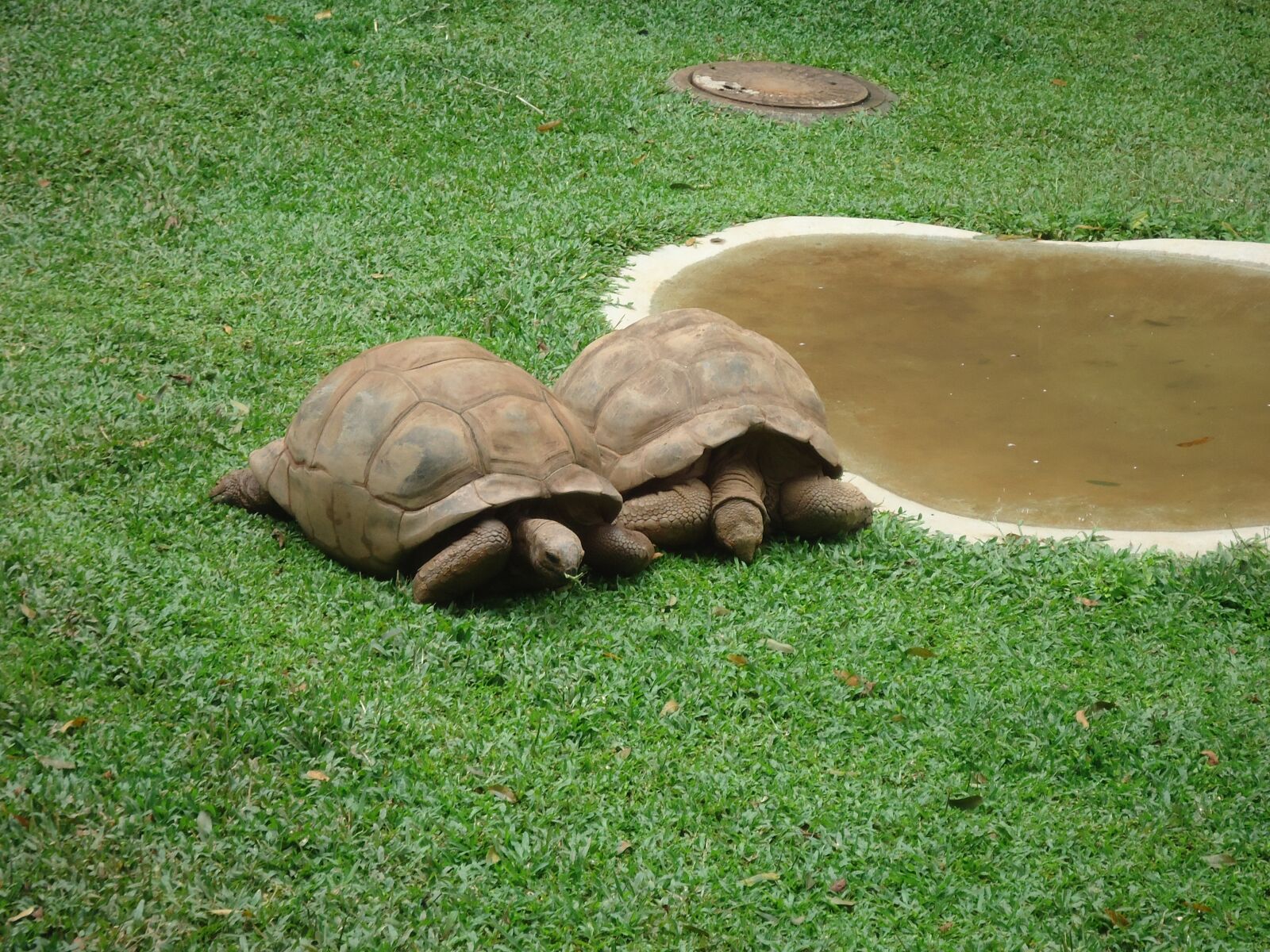 Sony Cyber-shot DSC-W610 sample photo. Turtle, nature, green photography