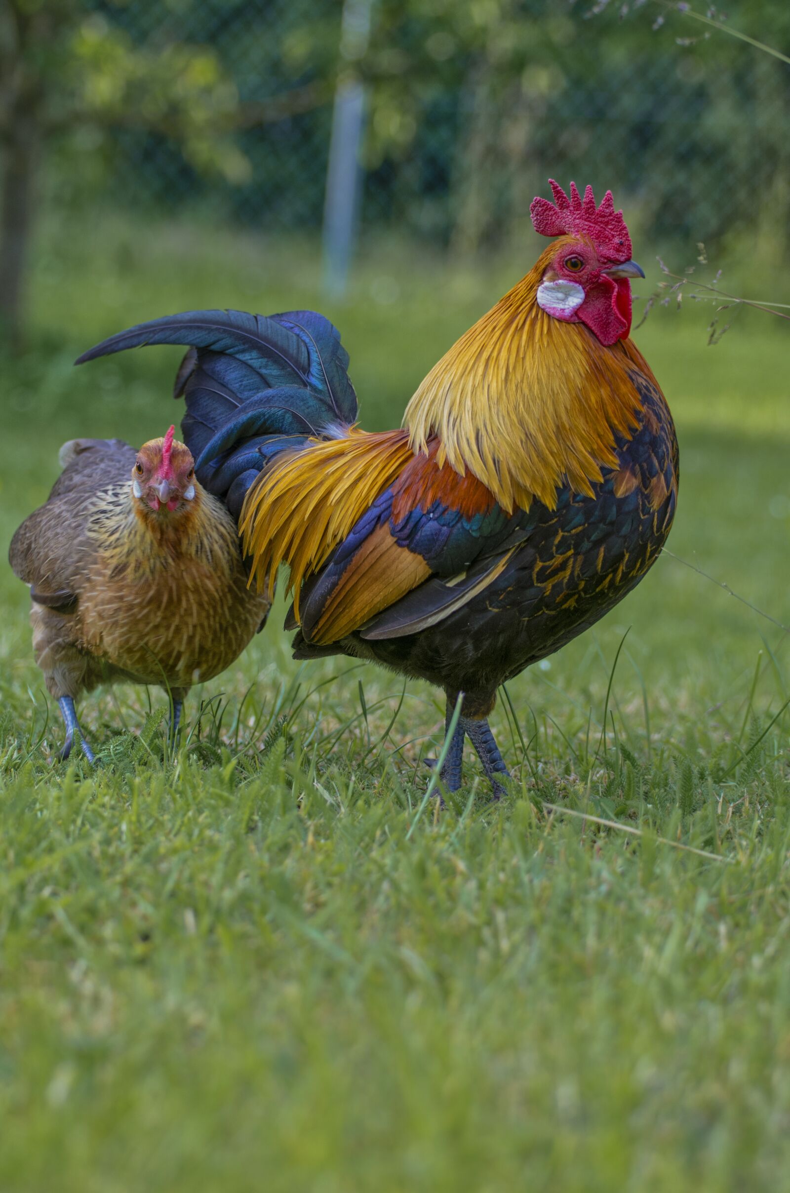 Nikon D7000 sample photo. Hahn, gockel, poultry photography