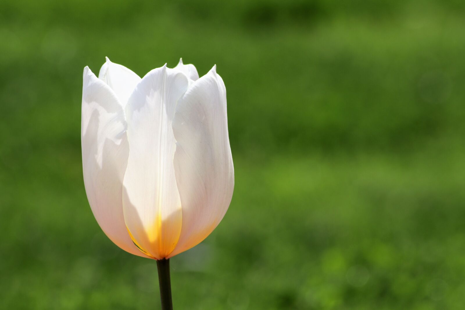 Canon EOS 200D (EOS Rebel SL2 / EOS Kiss X9) sample photo. White tulip, bright, flower photography