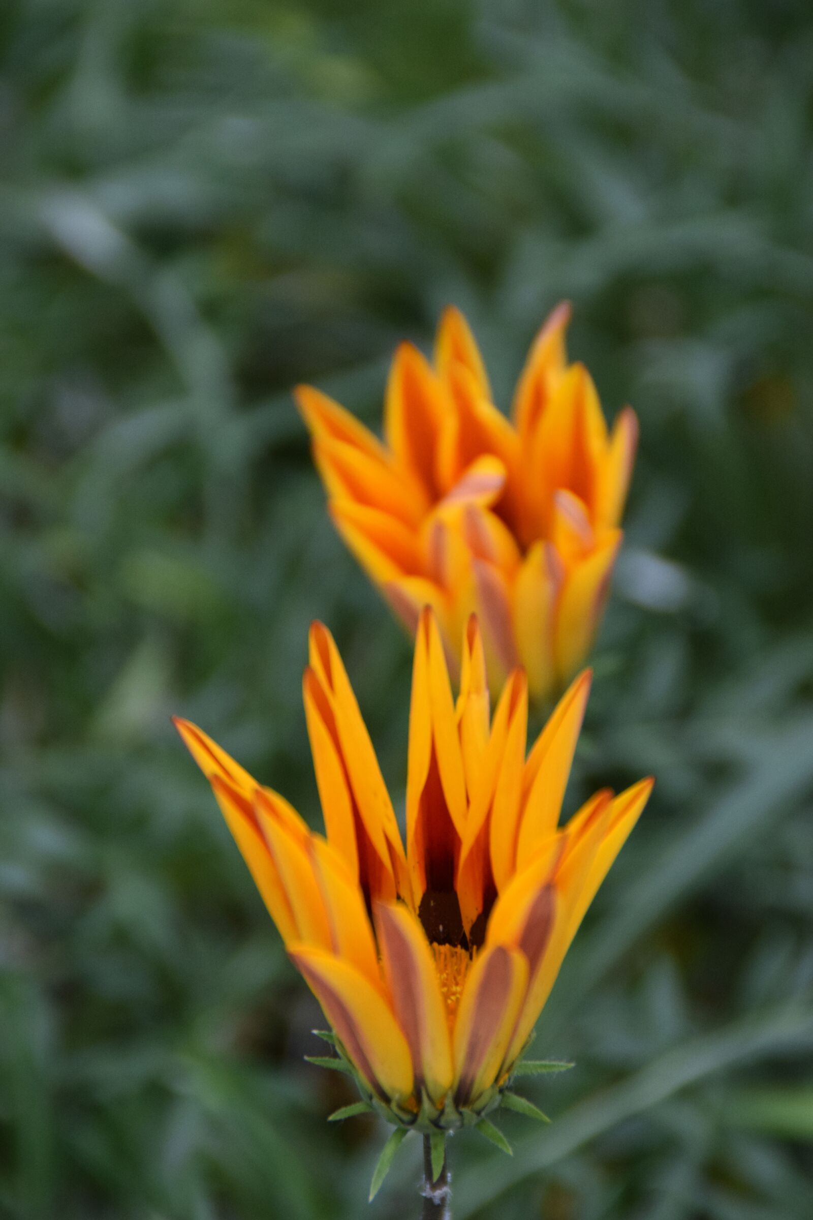 Nikon D5300 sample photo. Blossom, bloom, yellow photography