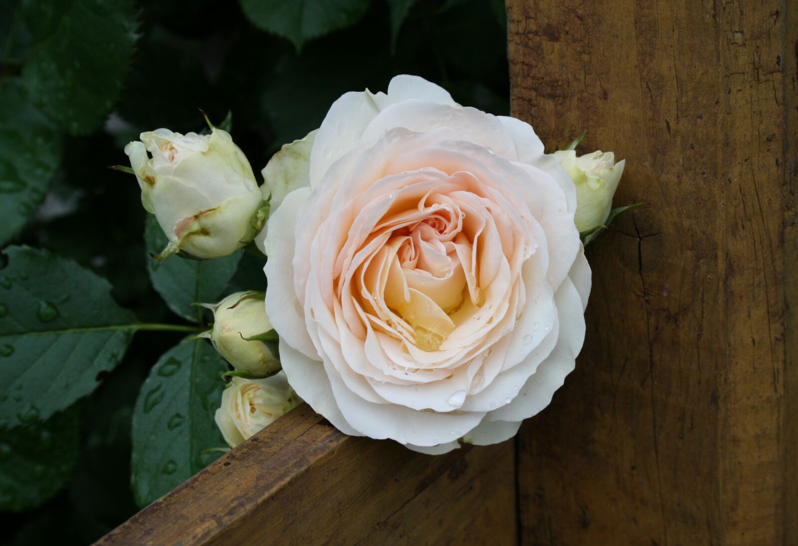 Canon EOS 400D (EOS Digital Rebel XTi / EOS Kiss Digital X) sample photo. Rose, flower, blossom photography