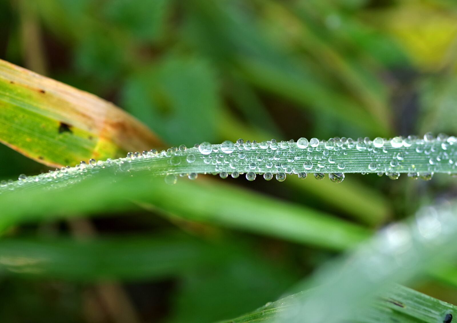 Pentax K-S2 sample photo. Droplets, rosa, grass photography
